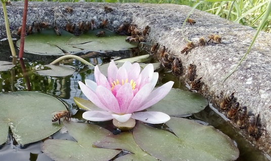 Bacha abreuvoir abeilles avec nénuphar en fleur