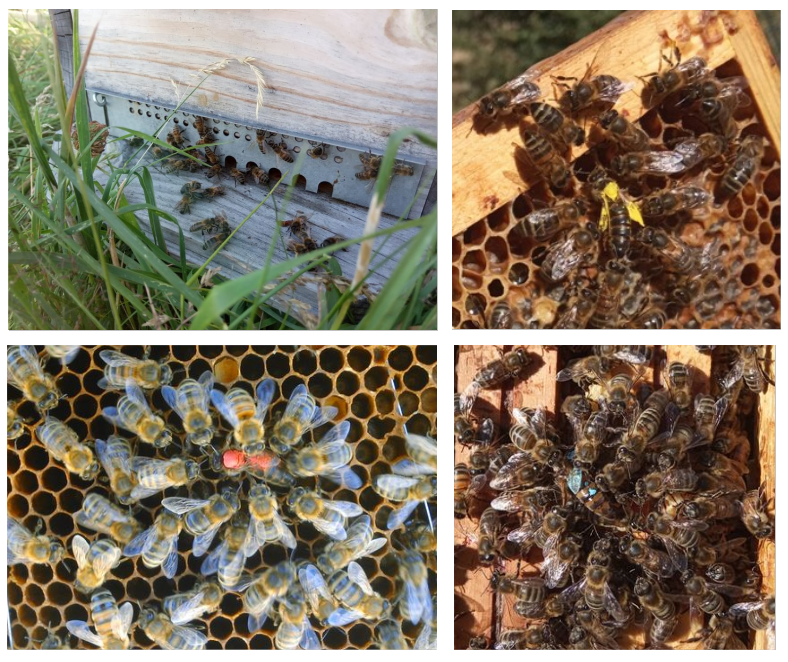 Essaim d'abeilles dans une ruchette Dadant avec différentes reines