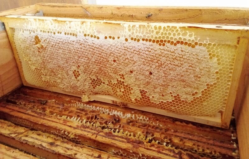 Miel en rayon : vendu avec le cadre avec sa cire fraîchement bâtie par les abeilles, le bon goût de l'authentique