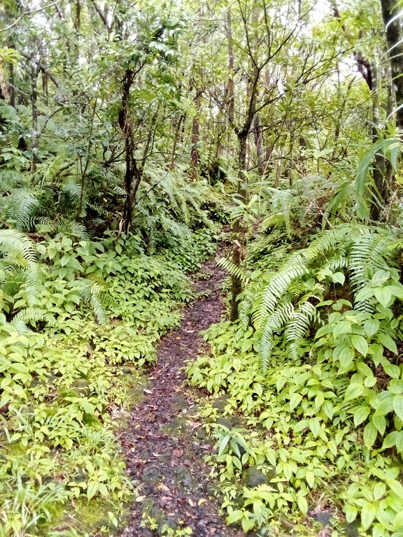 Sentier au milieu de la Forêt primaire.